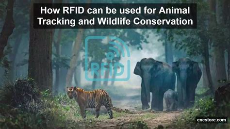 rfid for wildlife tracking